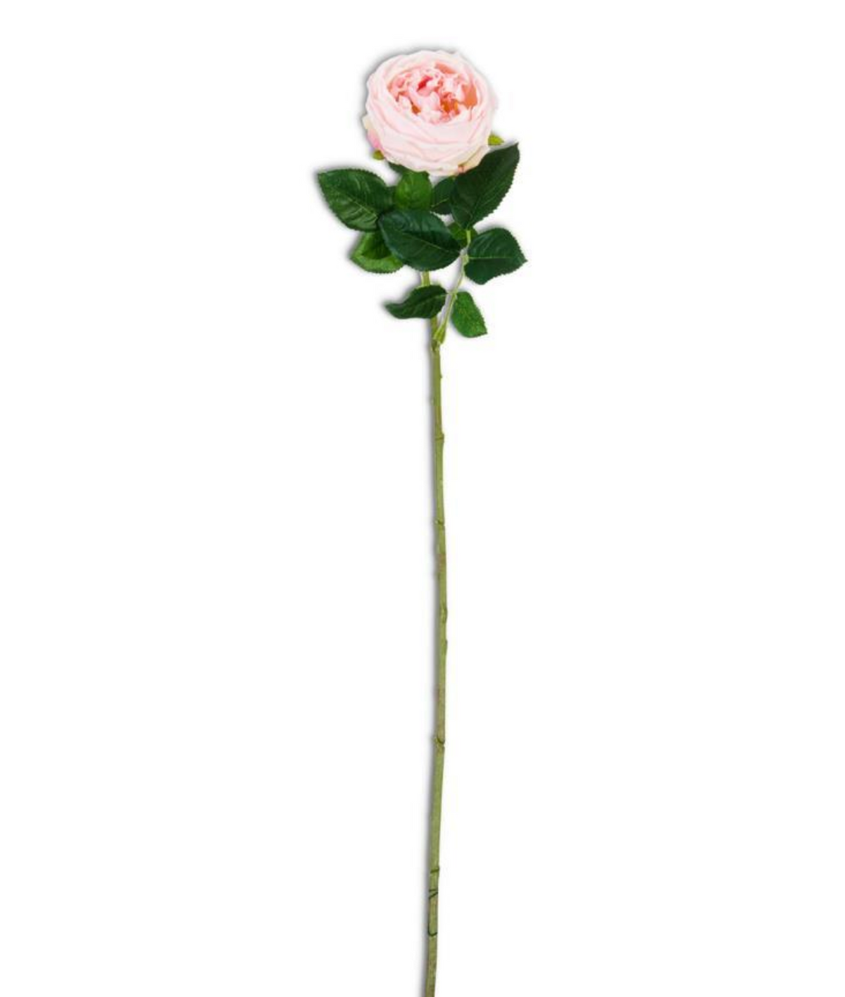 24 Inch Pink Real Touch Austin Rose Stem