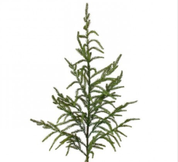 38" NATURAL TOUCH NORFOLK PINE SPRAY