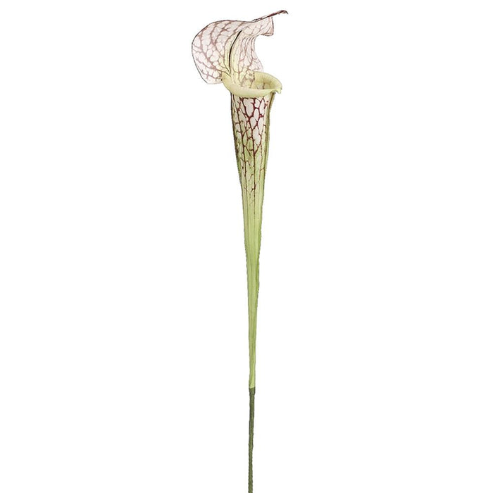 28" Pitcher Plant Spray  Cream Burgundy